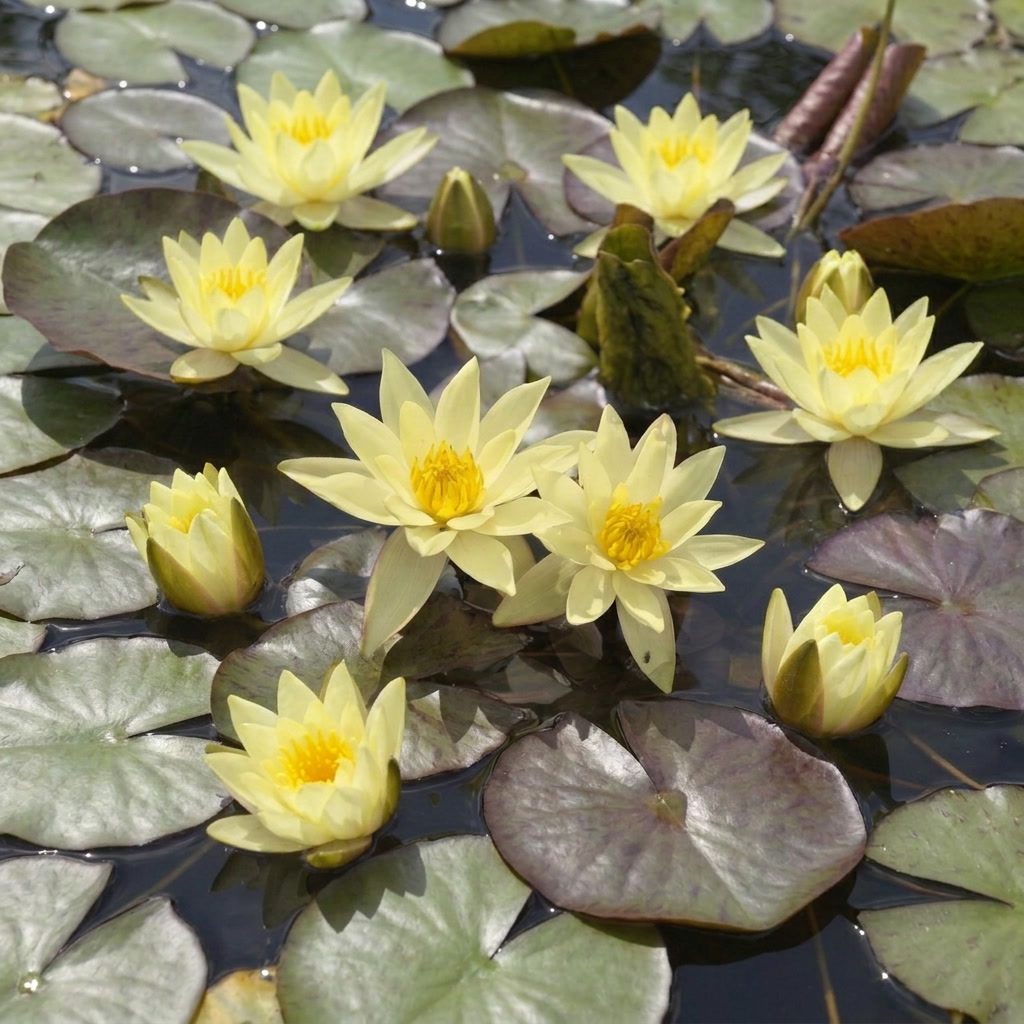 Nénuphar nain jaune - Plante de bassin - Incl. panier, substrat, argile, gravier - Image 2