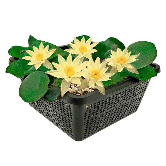 Nénuphar nain jaune - Plante de bassin - Incl. panier, substrat, argile, gravier - Image 1