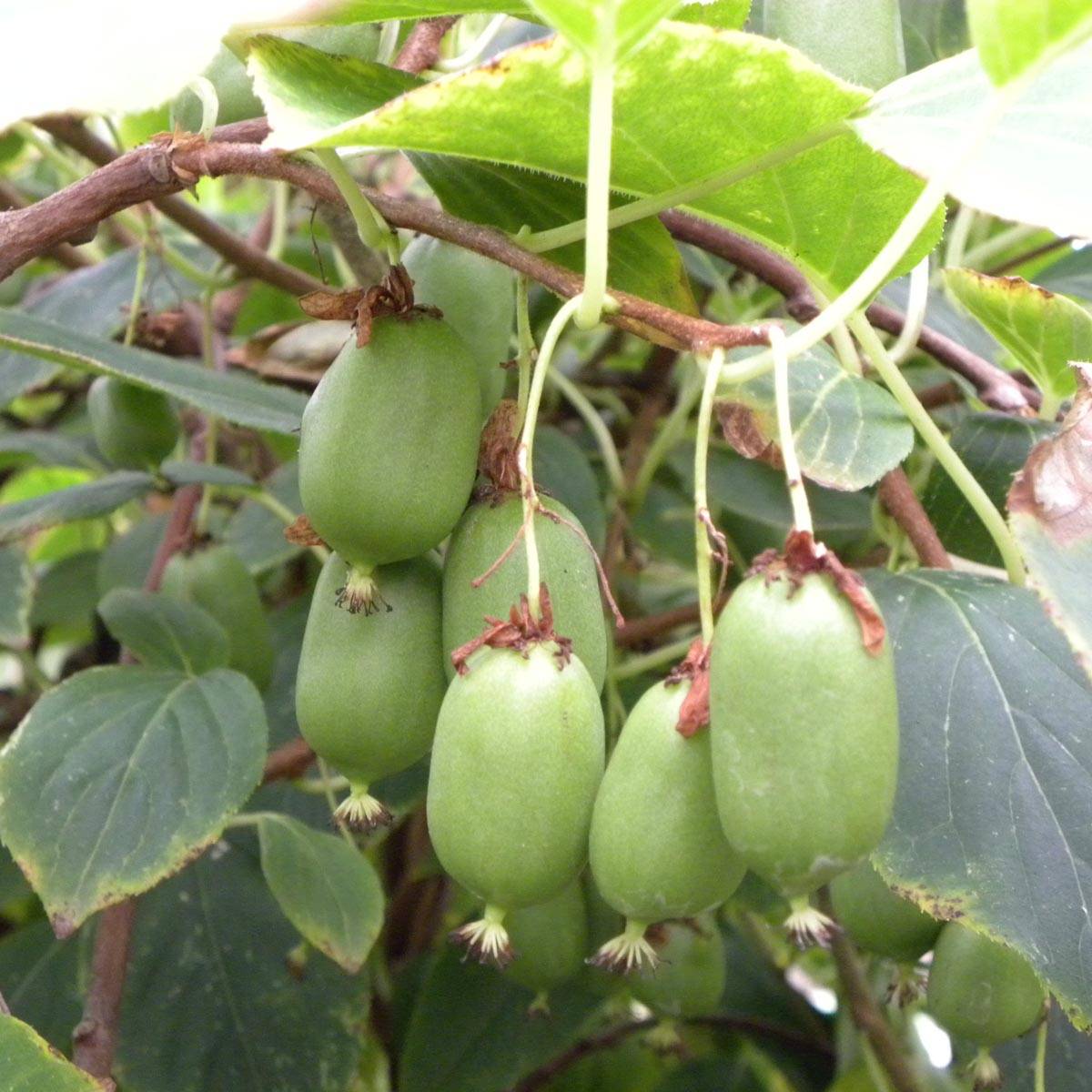 Kiwi arguta Issai (autofertile) - Kiwaï - Actinidia arguta Pot de 1,5L/2L