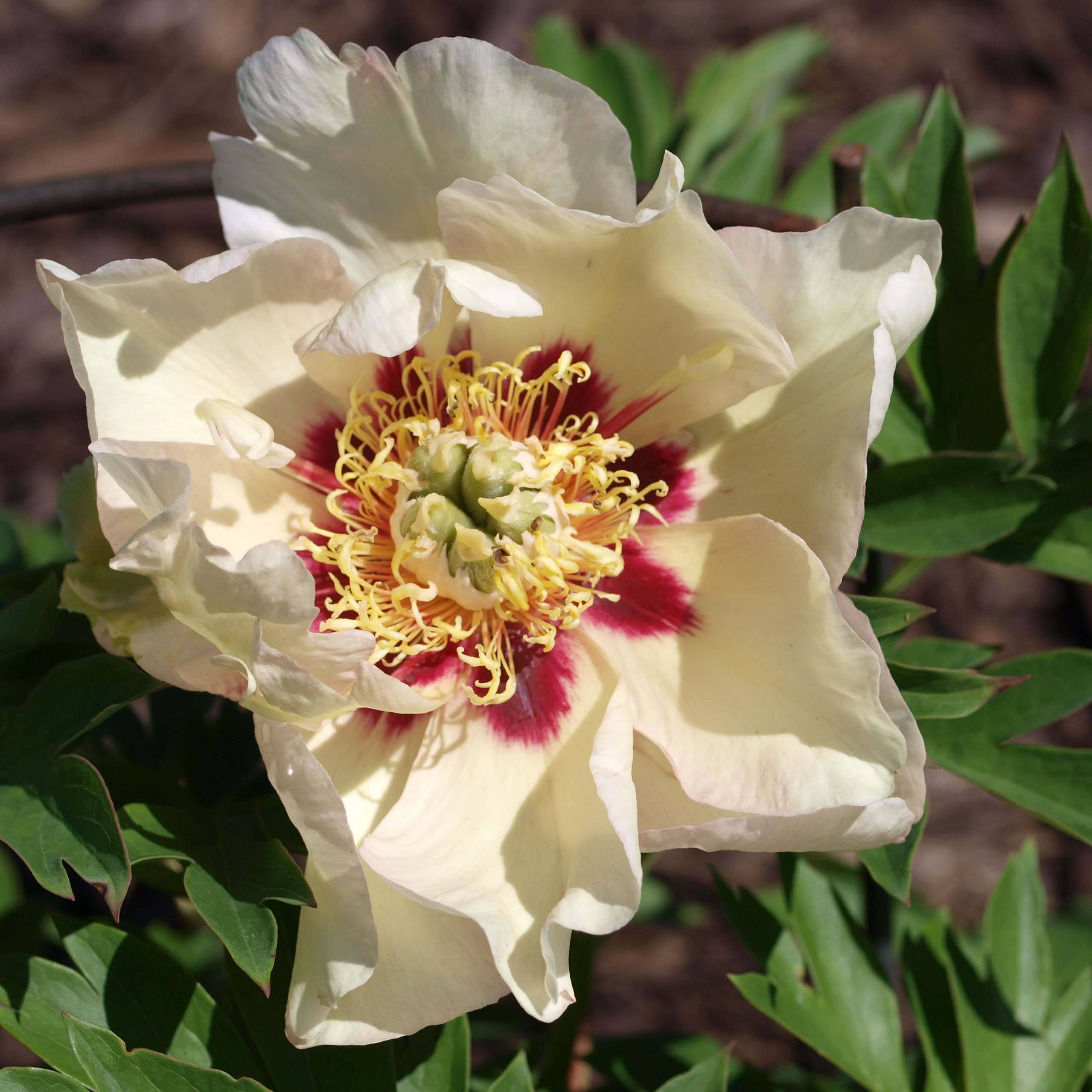 Promesse de Fleurs - PIvoine Itoh Pastel Splendor Pot de 2L/3L