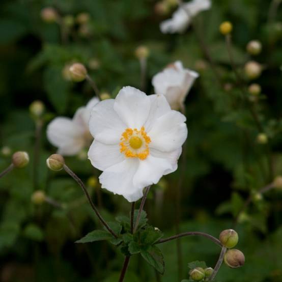 Anémone japonaise Andrea Atkinson - Anemone (x) hybrida Godet de 8/9 cm