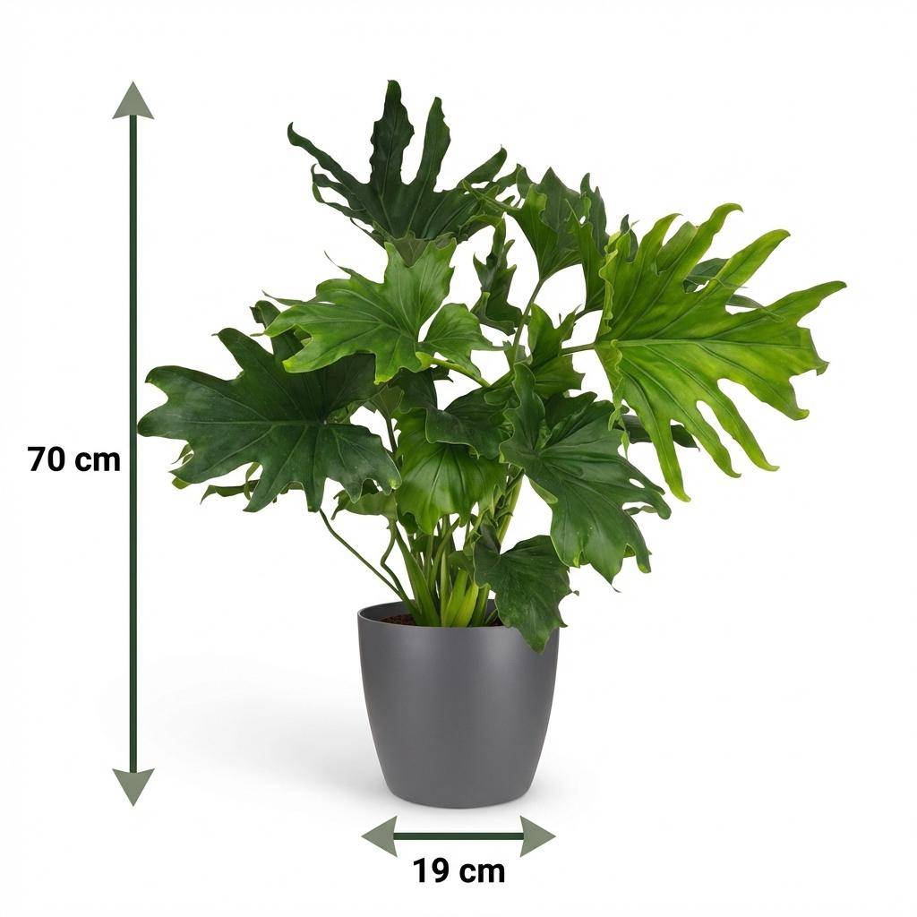 Philodendron - Philodendron Lickety split - Pot de 19cm - Hauteur 70cm - Gris - Plantes d'intérieur - Image 5