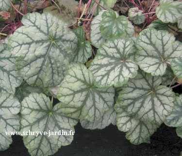 Promesse de Fleurs - Heuchère - Heuchera Mint Frost Godet de 8/9 cm
