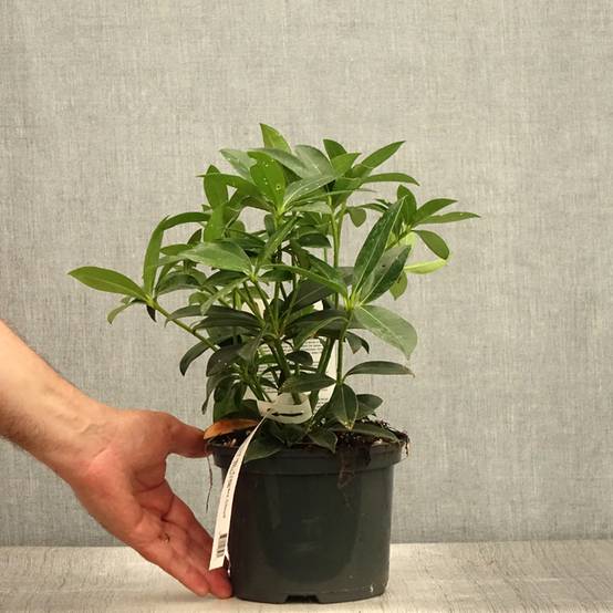 Promesse de Fleurs - Skimmia japonica Fragrant Cloud Pot de 2L/3L - Image 2