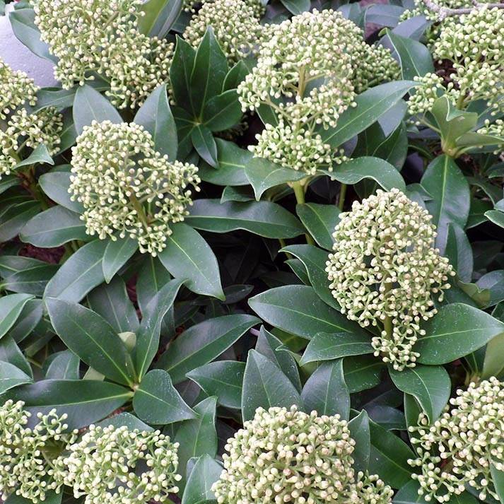 Promesse de Fleurs - Skimmia japonica Fragrant Cloud Pot de 2L/3L