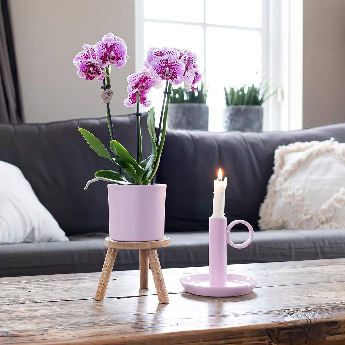 La Green Touch - Orchidées Phalaenopsis rose violet - Lot de 2 35cm - Plante d'intérieur- La Green Touch - Image 5