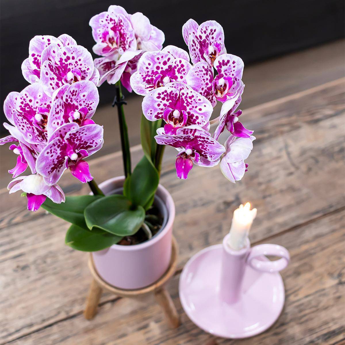 La Green Touch - Orchidées Phalaenopsis rose violet - Lot de 2 35cm - Plante d'intérieur- La Green Touch - Image 6