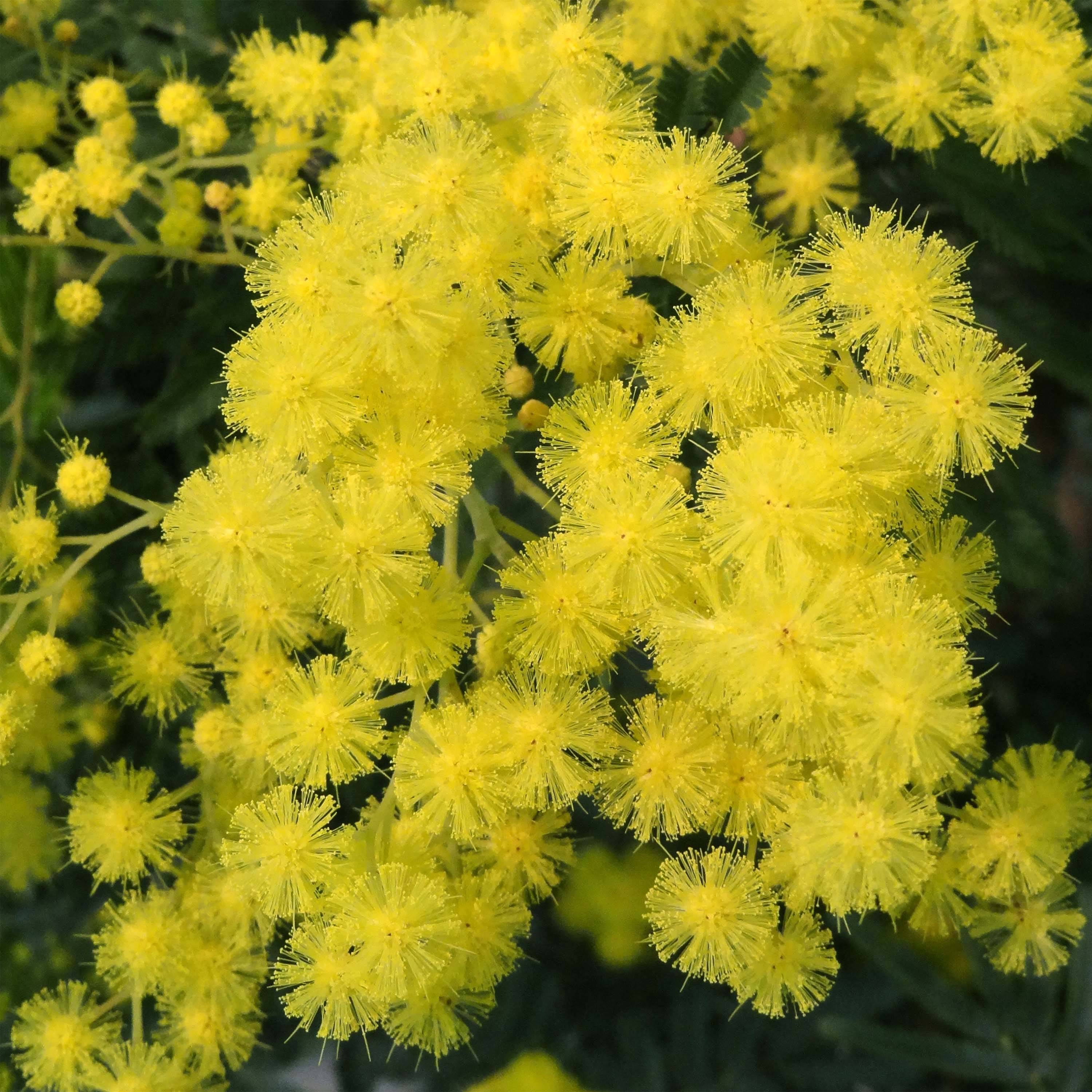 Mimosa - Acacia dealbata Pot de 2L/3L