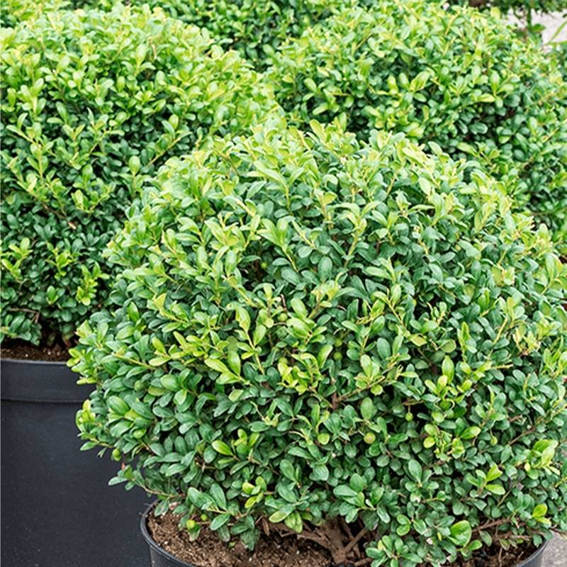Promesse de Fleurs - Ilex crenata Convexa taillé en boule - Topiaire de Houx crénelé Pot de 7,5L/10L, Boule, Boule 30/35 Diamètre - Image 1
