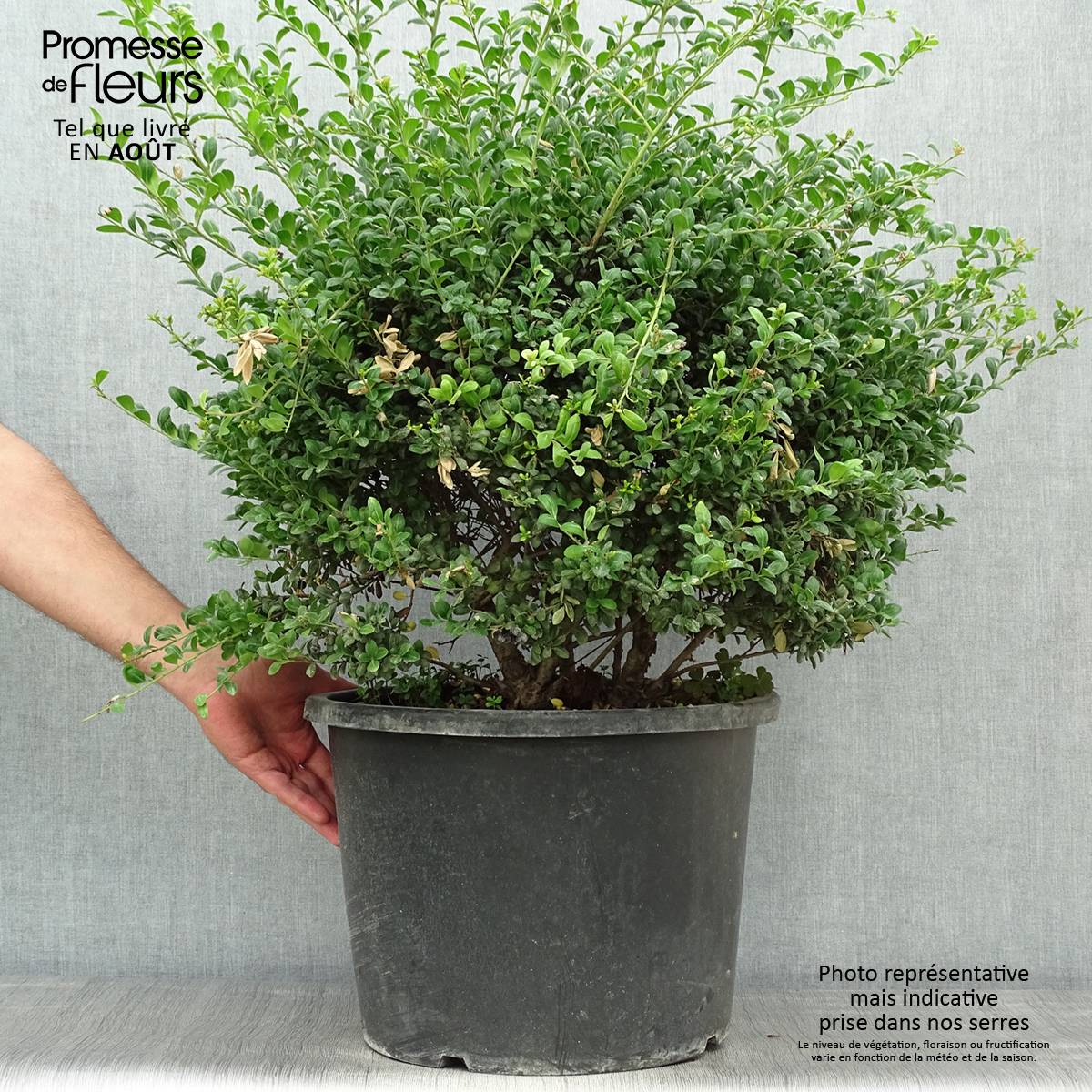 Promesse de Fleurs - Ilex crenata Convexa taillé en boule - Topiaire de Houx crénelé Pot de 7,5L/10L, Boule, Boule 30/35 Diamètre - Image 2