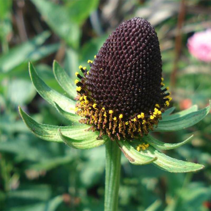 Rudbeckia occidentalis Green Wizard Godet de 8/9 cm