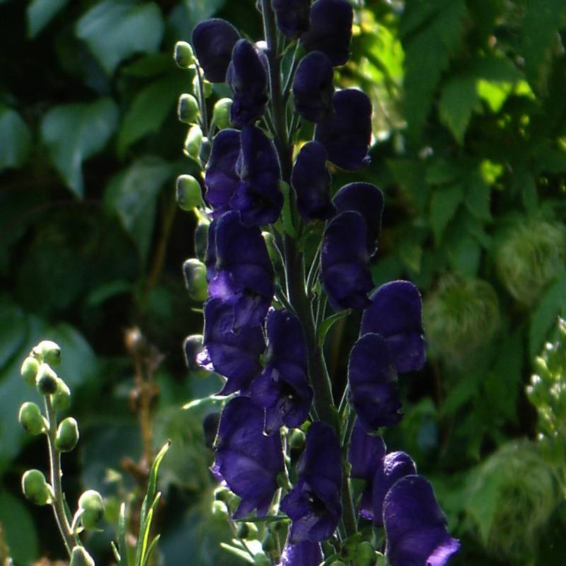 Aconit - Aconitum Spark s Variety Godet de 8/9 cm