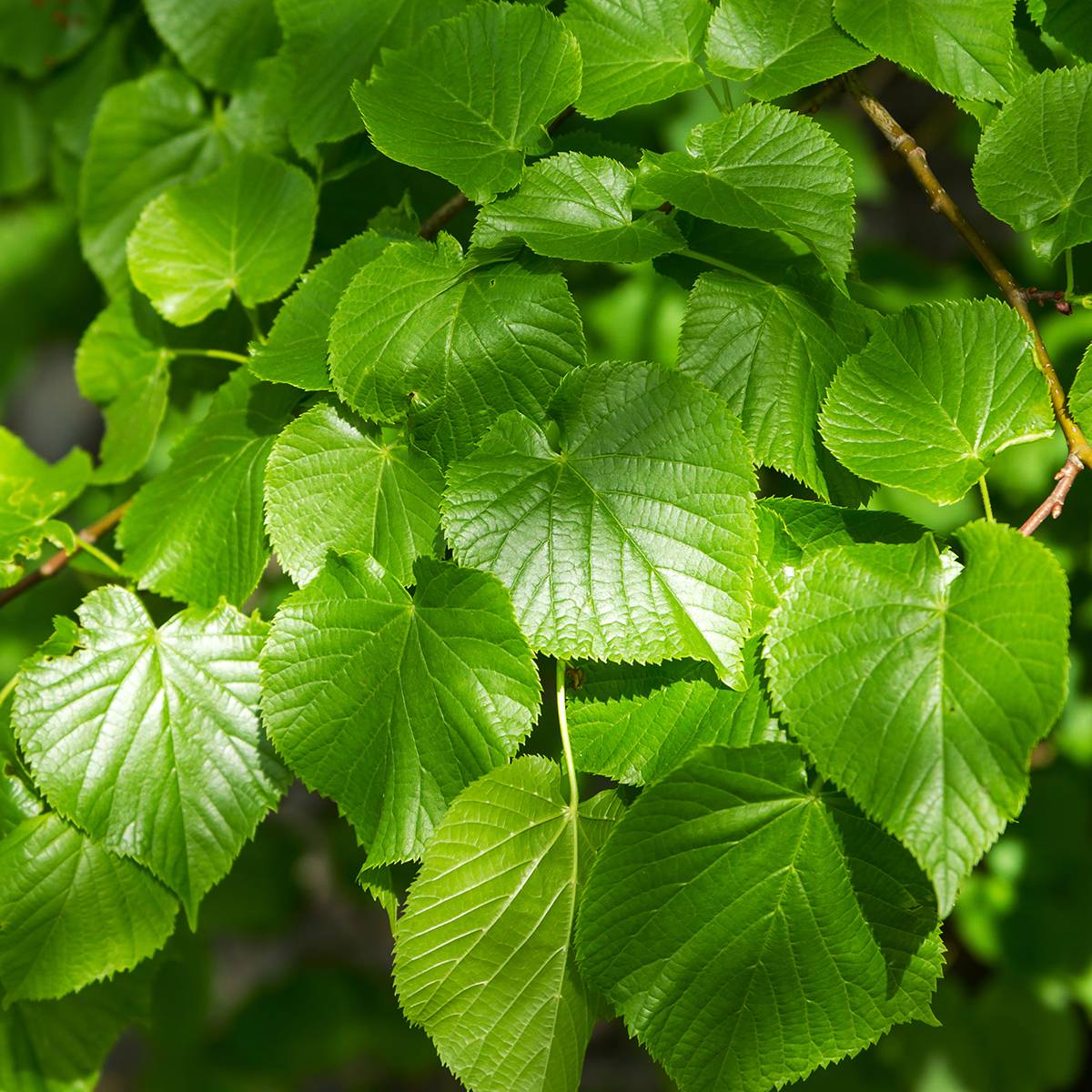 Tilleul à petites feuilles nain Simone - Tilia cordata  Pot de 7,5L/10L, Tige