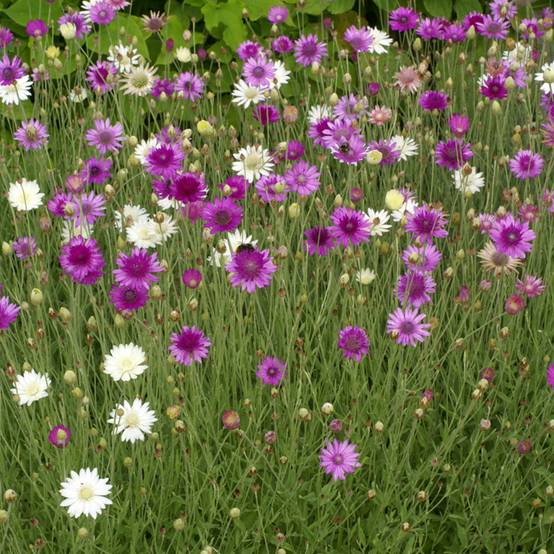 Graines d'Immortelle annuelle - Xeranthemum annuum Mix le sachet de 550 graines environ (0,6g)