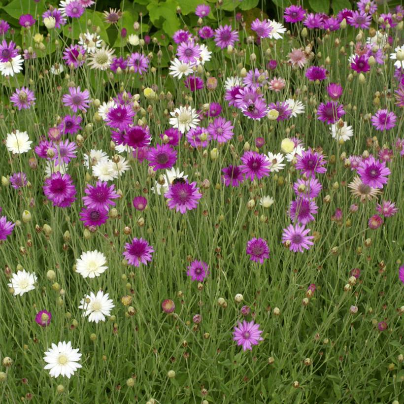 Graines d'Immortelle annuelle - Xeranthemum annuum Mix le sachet de 550 graines environ (0,6g)