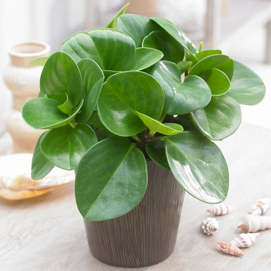 Gardenersdream - Peperomia Raindrop | Peperomia En Pot 20-30 Cm | Plante D'Intérieur Plante À Offrir - GardenersDream - Image 1