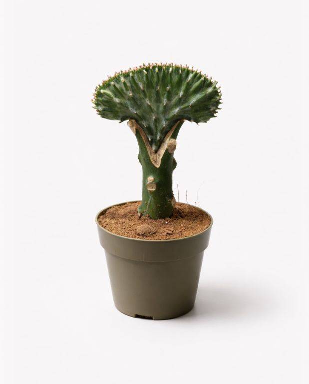 Euphorbia Lactea Cristata - Greffe - Cactus vert D. 9cm H. 22cm - Plante d'intérieur - IndoorPoppies - Image 1