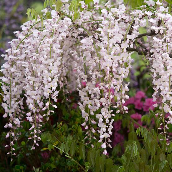 Glycine japonaise - Wisteria floribunda Lipstick Pot de 3L/4L