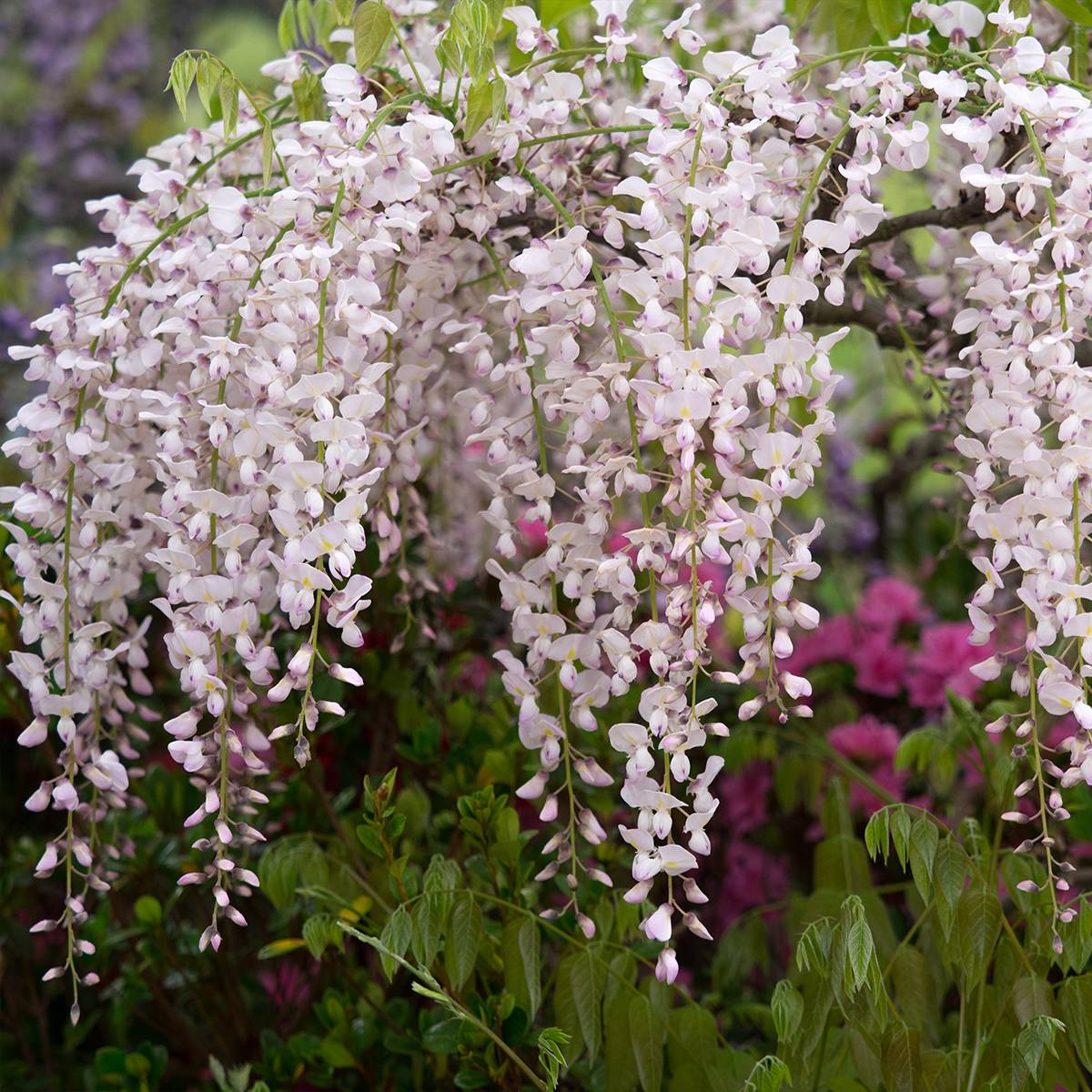 Glycine japonaise - Wisteria floribunda Lipstick Pot de 3L/4L