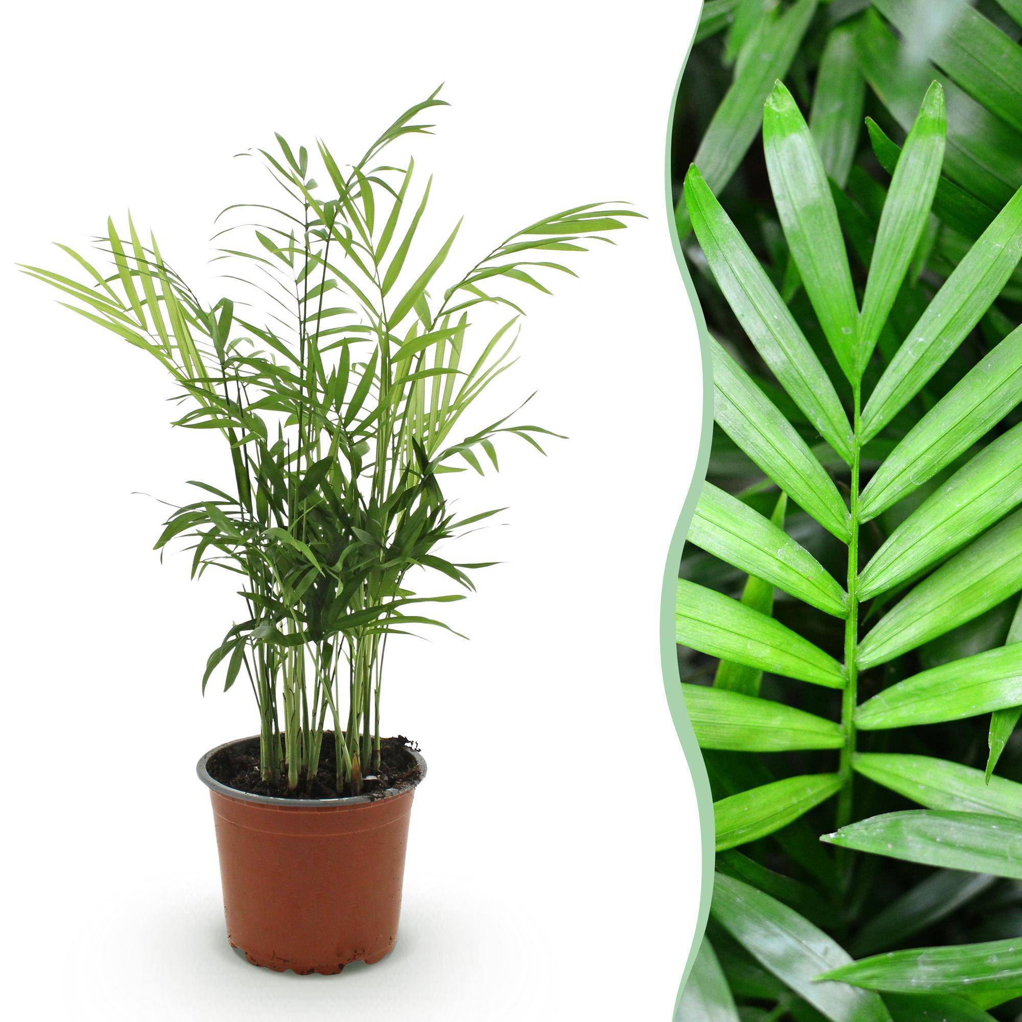 Palmier nain - Chamaedorea elegans - Ø12cm - ↕40cm - Plantes d’intérieur - Image 1