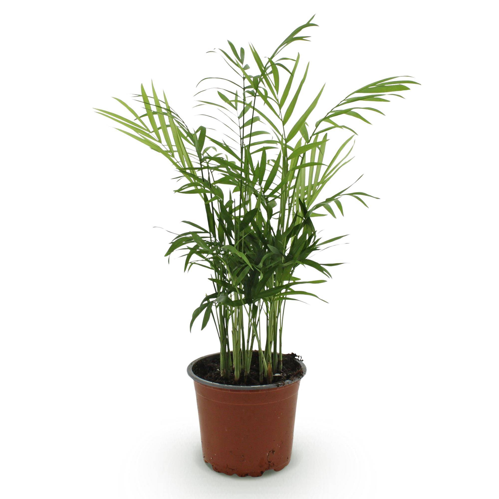 Palmier nain - Chamaedorea elegans - Ø12cm - ↕40cm - Plantes d’intérieur - Image 2