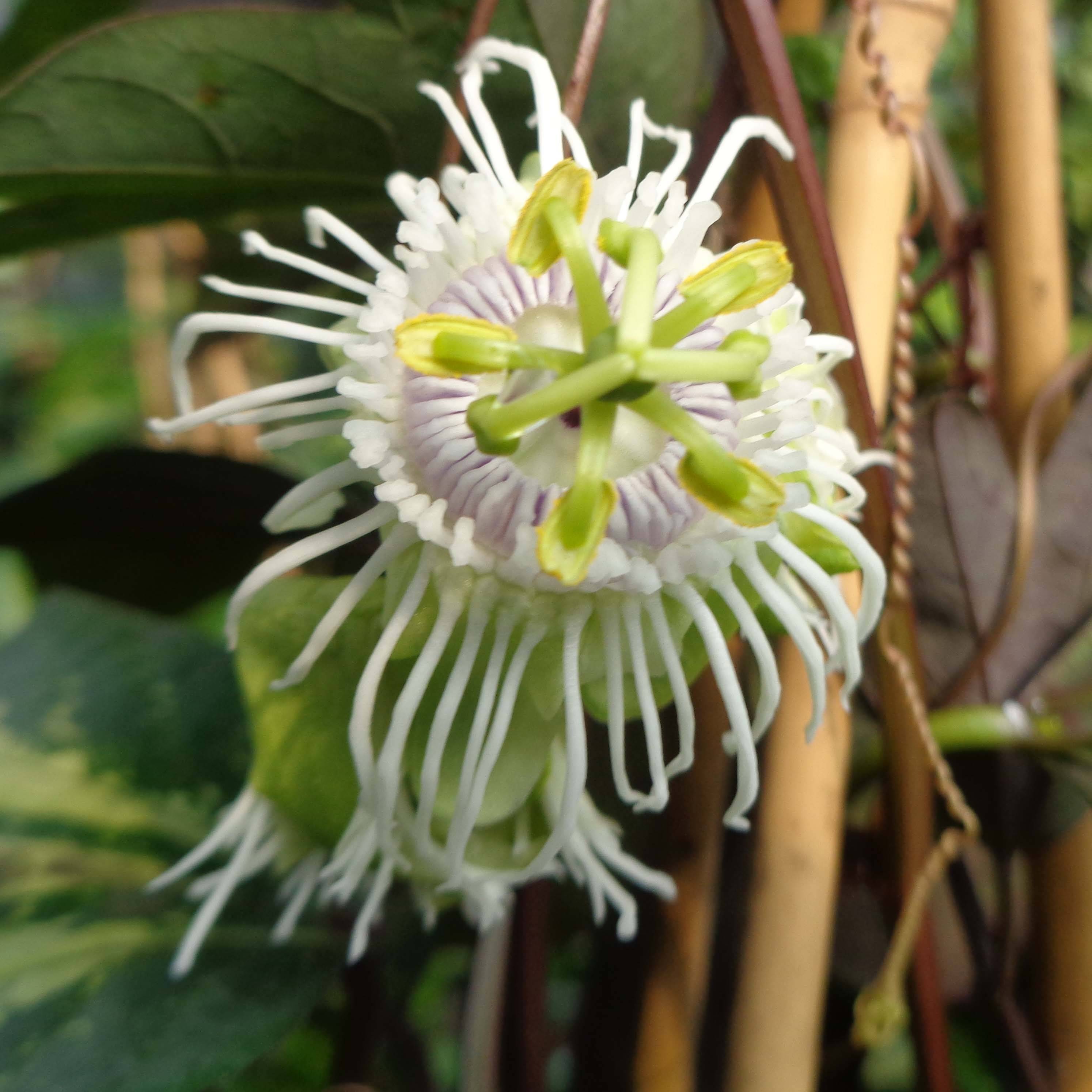 Fruit de la passion (Grenadille) - Passiflora edulis Pot de 1,5L/2L