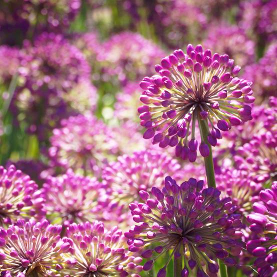 Ail d'ornement - Allium Lavender Bubbles Godet de 8/9 cm