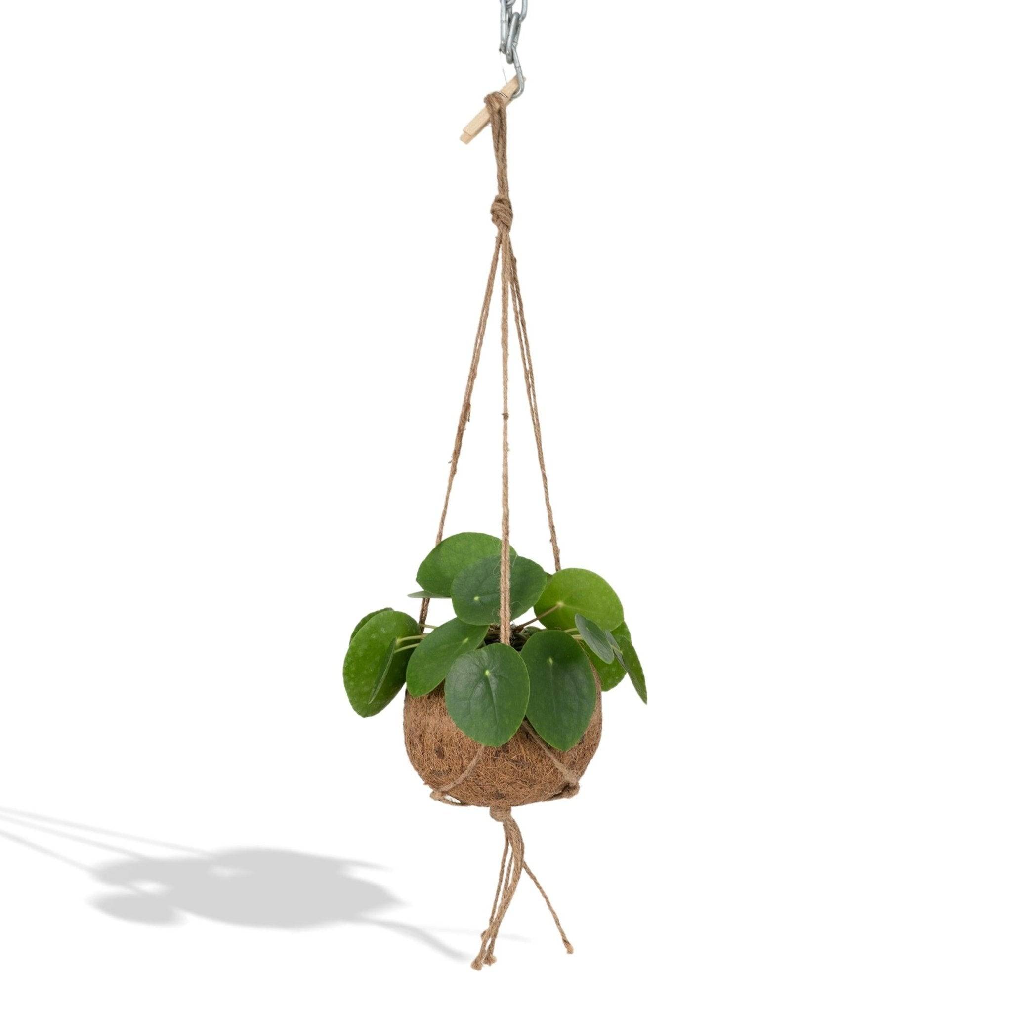 Kokodama Pilea Peperomiodes - D15 H20cm - Image 1