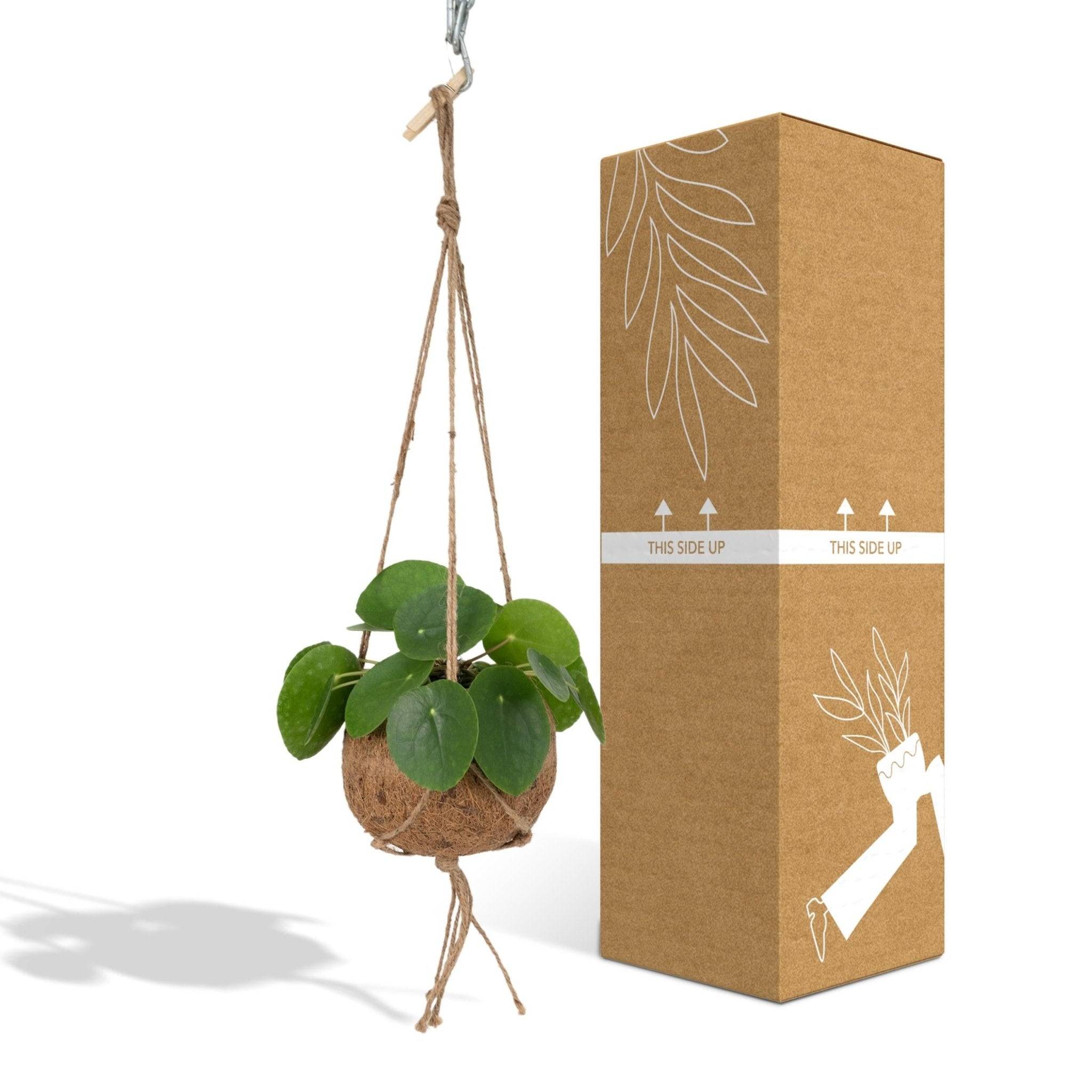 Kokodama Pilea Peperomiodes - D15 H20cm - Image 4