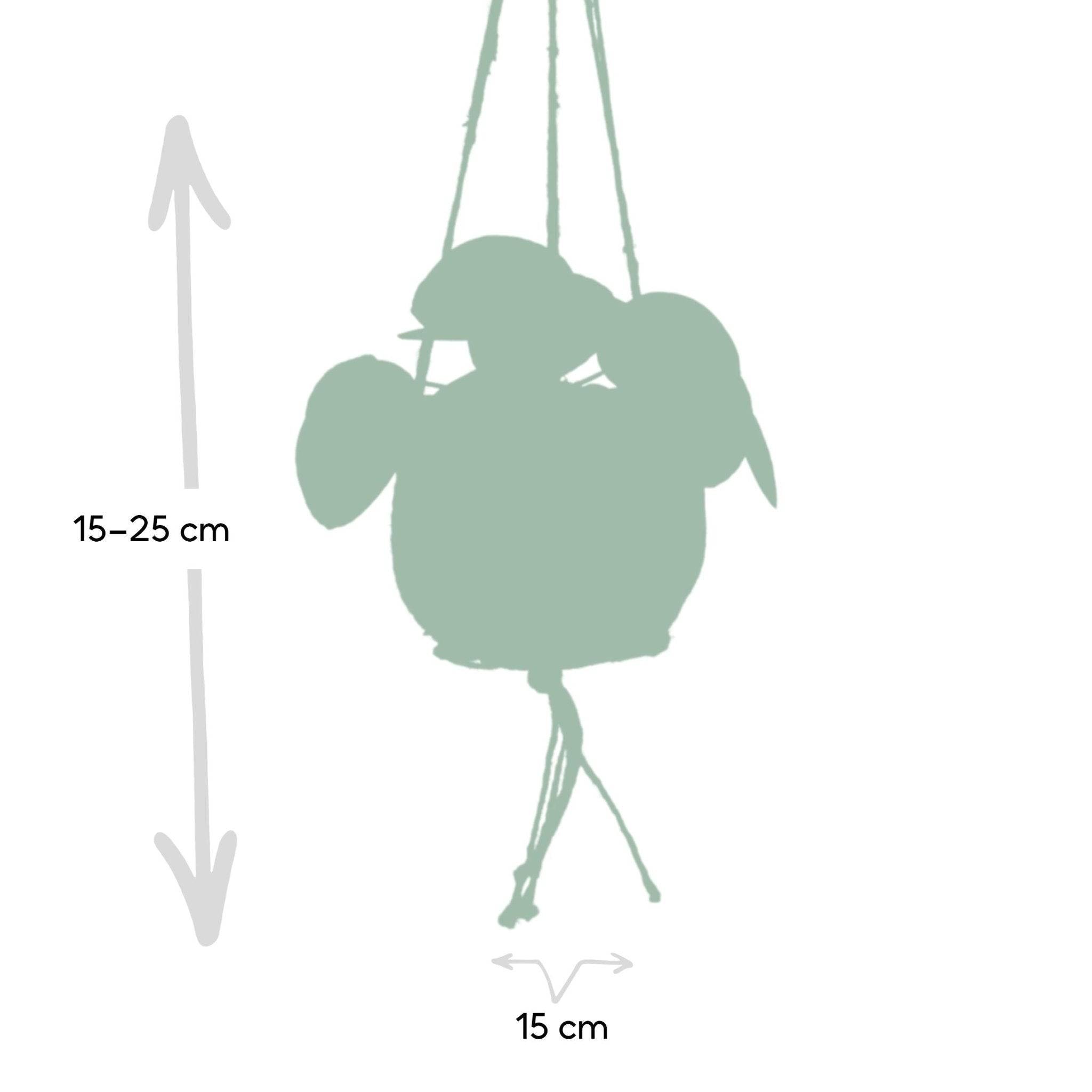 Kokodama Pilea Peperomiodes - D15 H20cm - Image 3