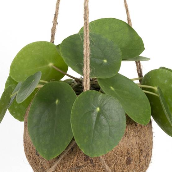 Kokodama Pilea Peperomiodes - D15 H20cm - Image 2