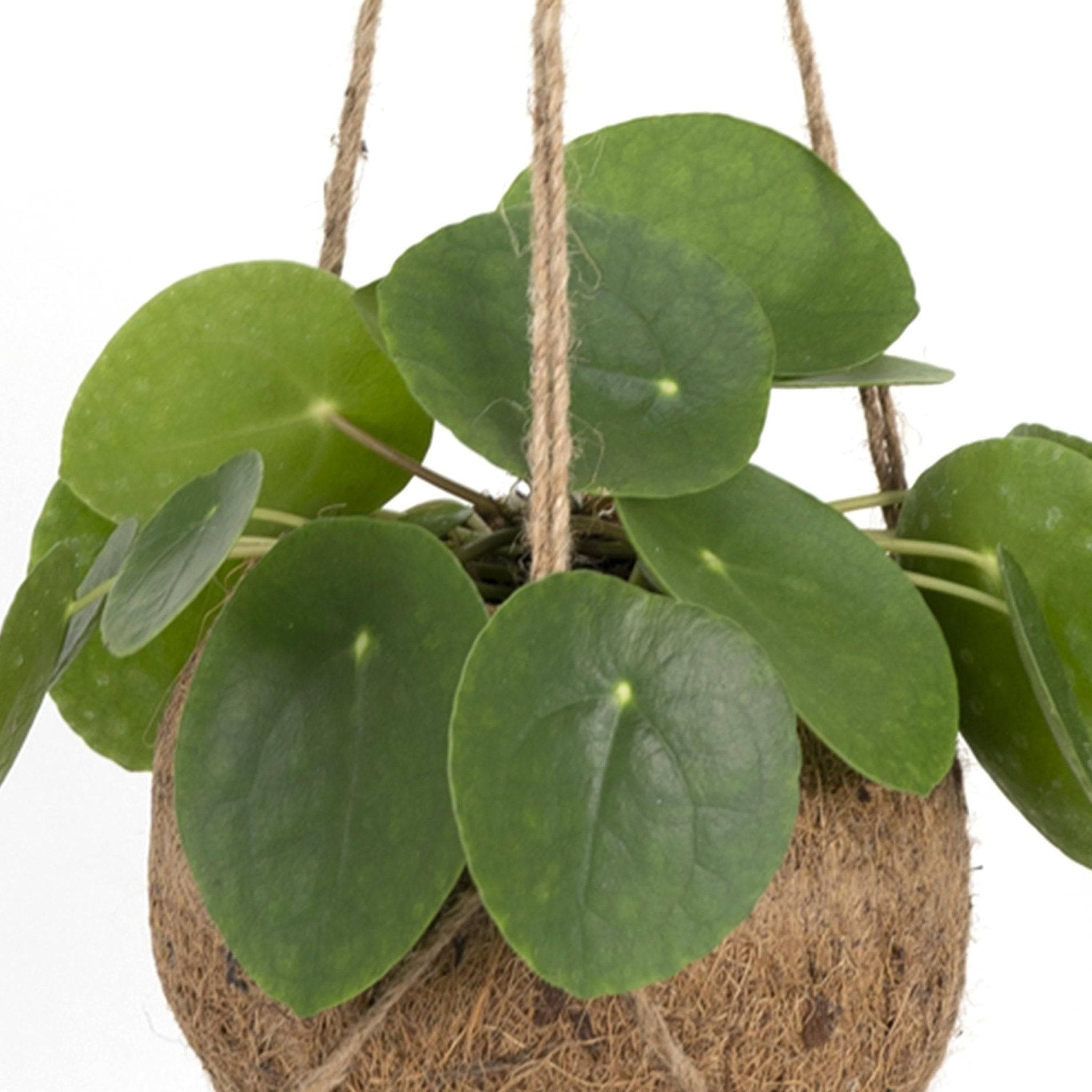 Kokodama Pilea Peperomiodes - D15 H20cm - Image 2