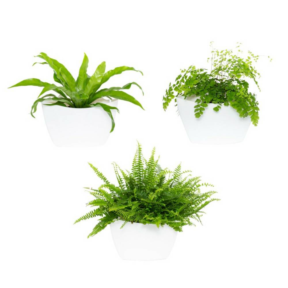 Pack de 3 pots muraux CitySens blancs avec arrosage automatique - Image 1