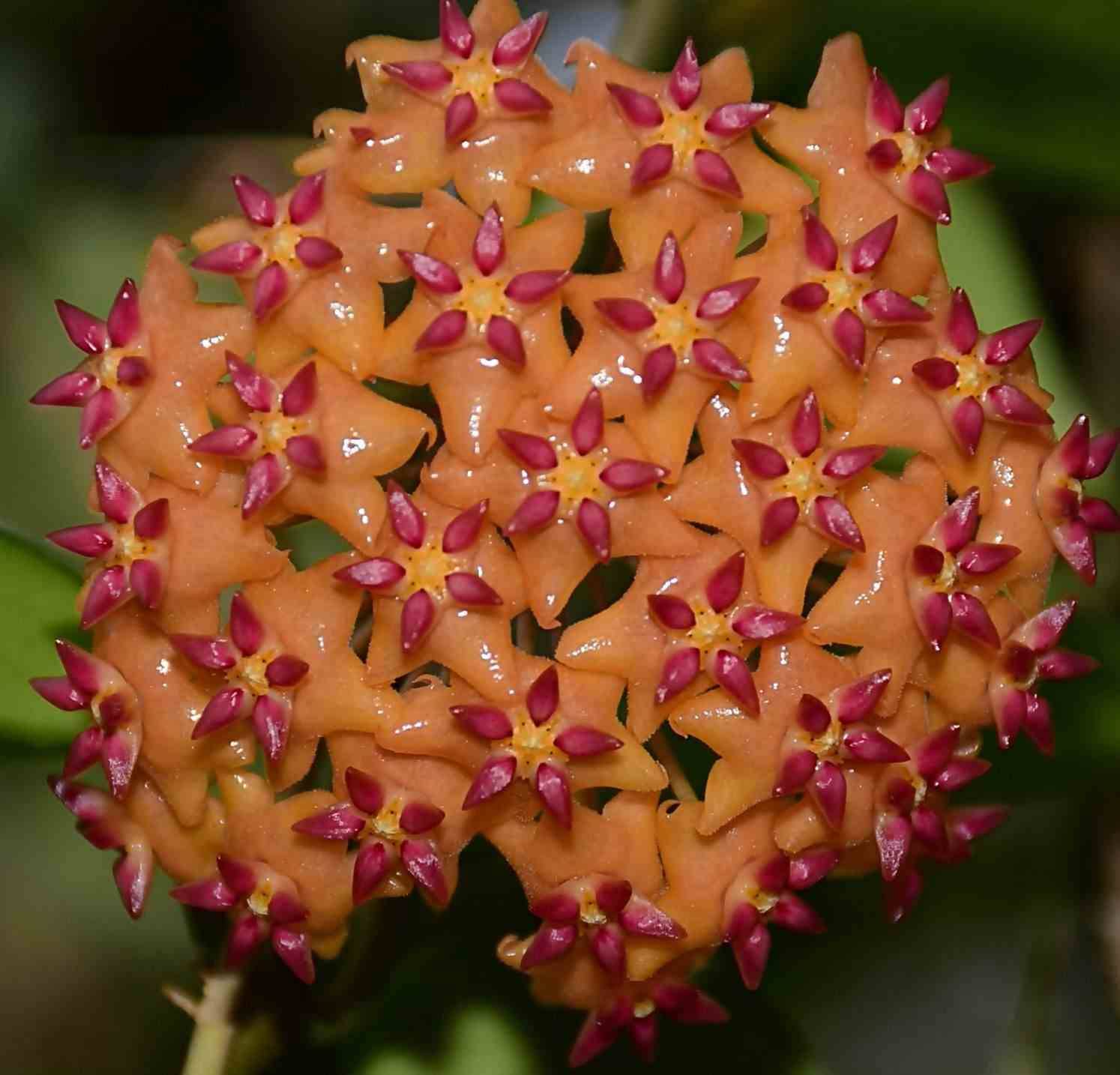 Sans Marque - Hoya valmayoriana (Fleur de porcelaine, fleur de cire) Couleur floraison:Orange - Taille:Pot de 2 litres - 20/40 cm