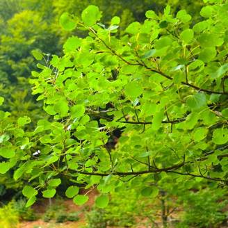 Peuplier tremble (Populus tremula) - Godet - Taille 30/50cm - Pépinières Naudet