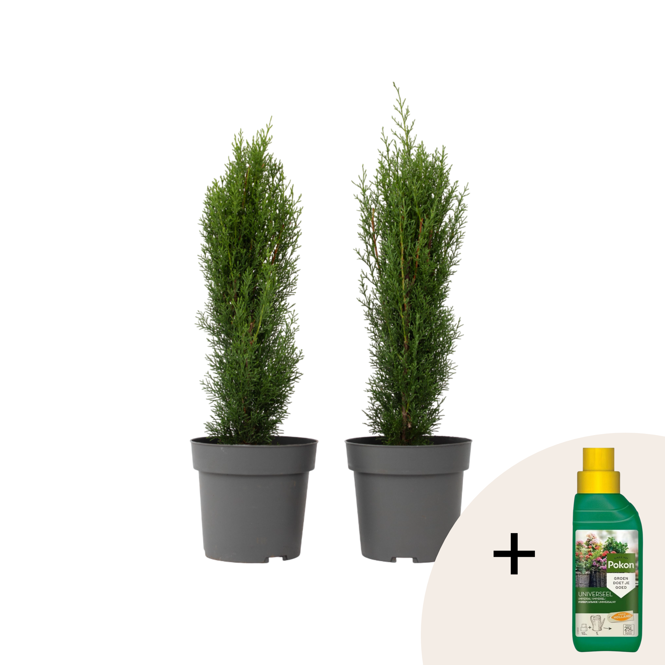 Cyprès de Provence - Set de 2 - Cupressus 'Totem' - H60-80cm - ⌀19cm - Image 1