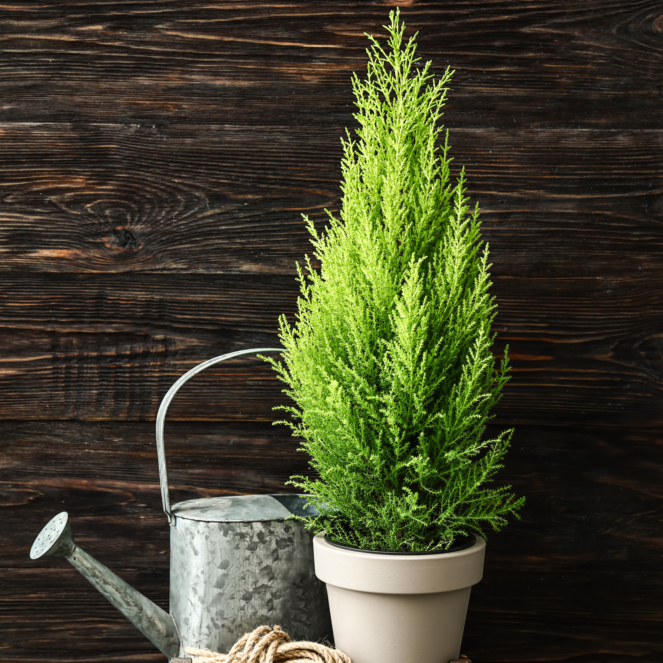 Cyprès de Provence - Set de 2 - Cupressus 'Totem' - H60-80cm - ⌀19cm - Image 2