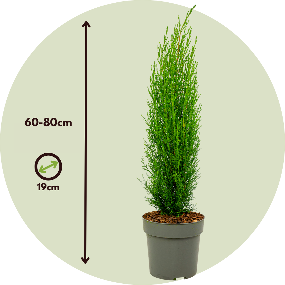 Cyprès de Provence - Set de 2 - Cupressus 'Totem' - H60-80cm - ⌀19cm - Image 4