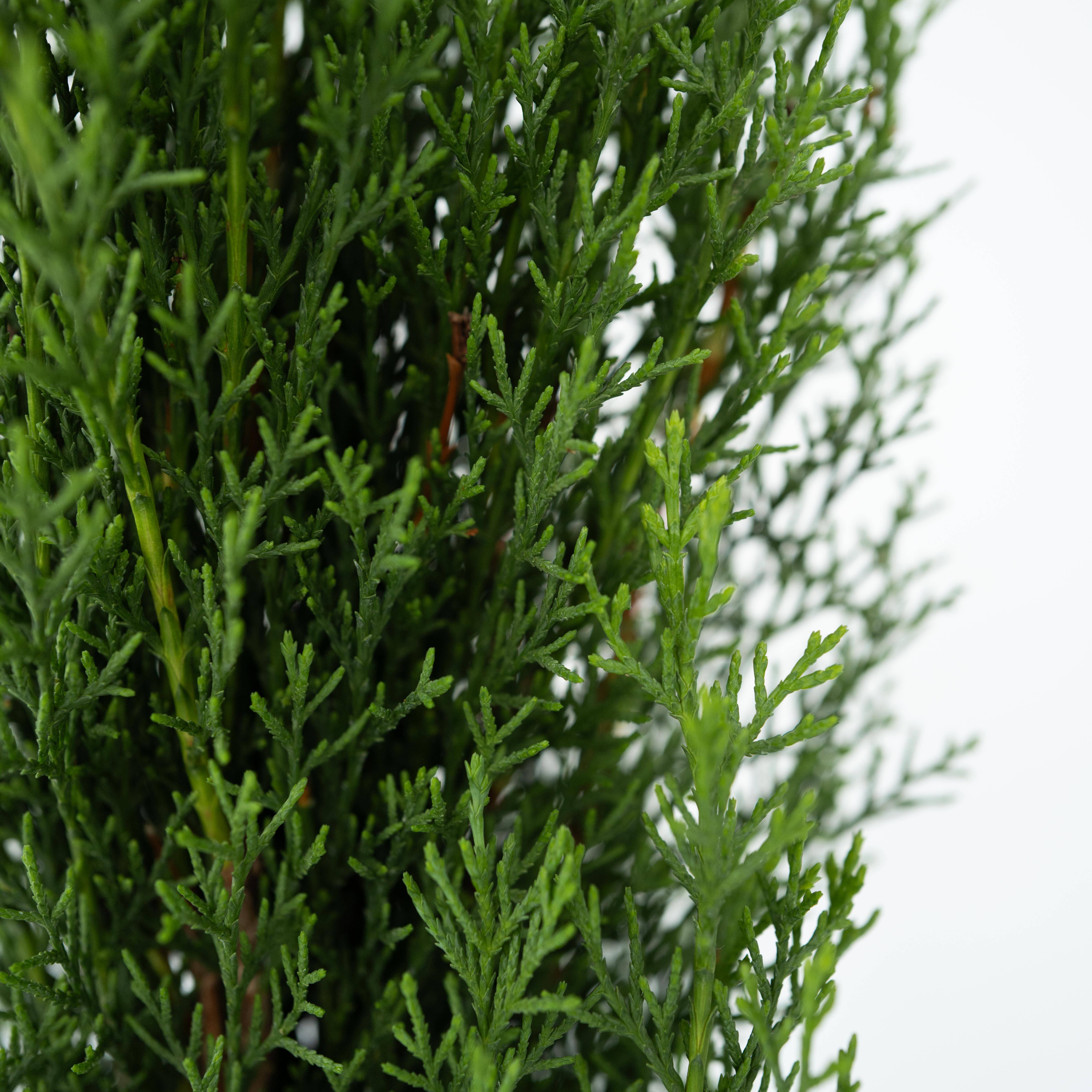 Cyprès de Provence - Set de 2 - Cupressus 'Totem' - H60-80cm - ⌀19cm - Image 3