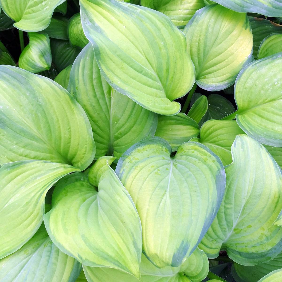 Promesse de Fleurs - Hosta Guacamole Godet de 8/9 cm