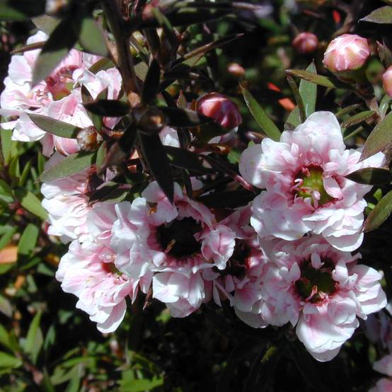 Leptospermum scoparium Apple blossom - Arbre à thé de Nouvelle-Zélande Pot de 2L/3L