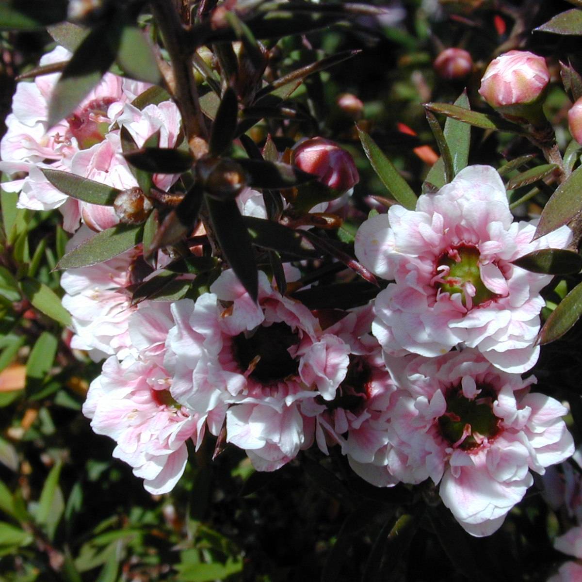 Leptospermum scoparium Apple blossom - Arbre à thé de Nouvelle-Zélande Pot de 2L/3L