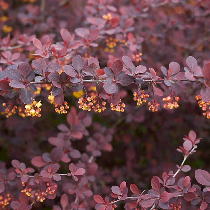 Berberis thunbergii Atropurpurea - Epine-vinette Pot de 2L/3L - Image 1