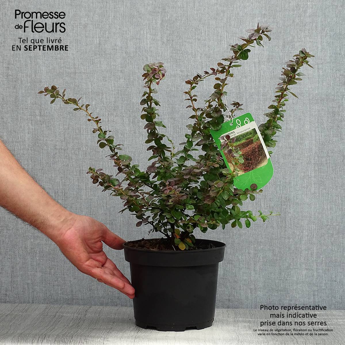 Berberis thunbergii Atropurpurea - Epine-vinette Pot de 2L/3L - Image 2