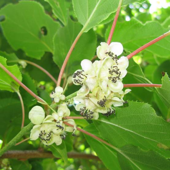 Kiwi arguta Weikii (mâle) - Kiwaï - Actinidia arguta Pot de 1,5L/2L