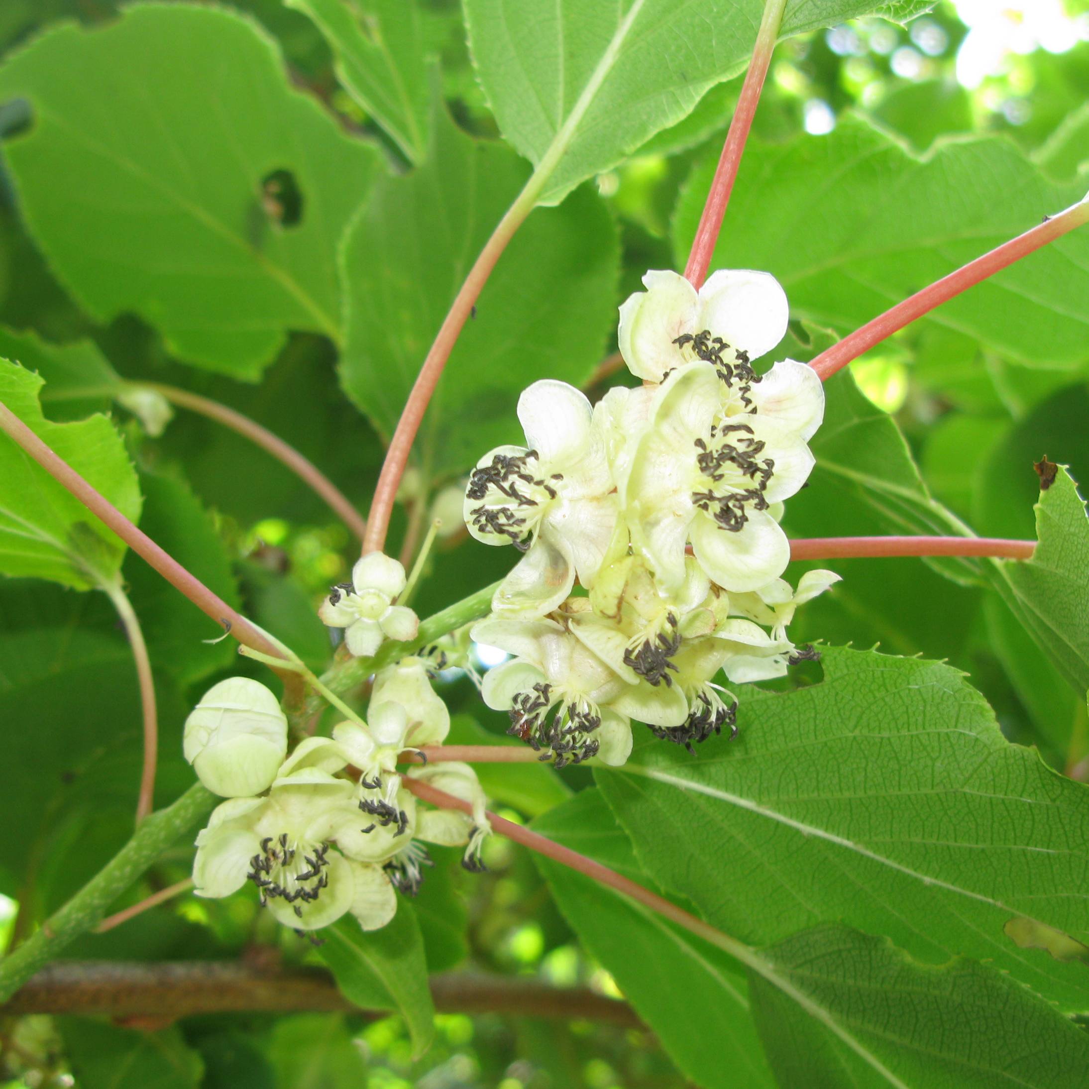 Kiwi arguta Weikii (mâle) - Kiwaï - Actinidia arguta Pot de 1,5L/2L