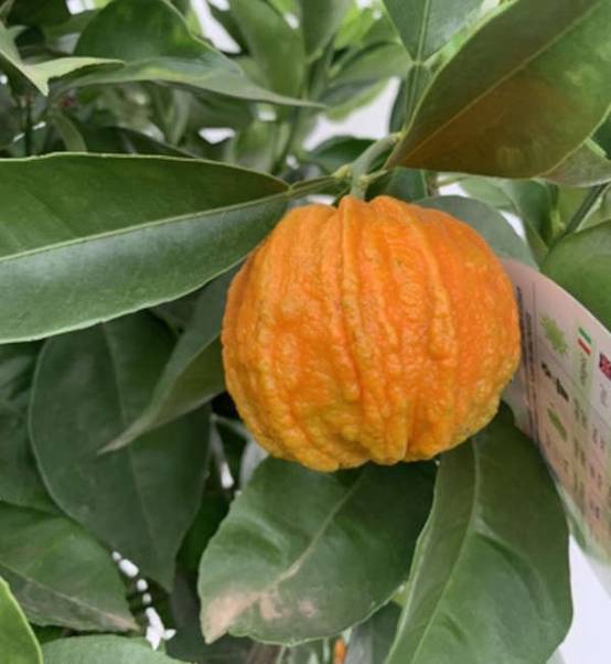 0 - Citrus Corrugato (Hybride entre Orange amère et douce) Pot de 4 litres - 30/40 cm - Image 3
