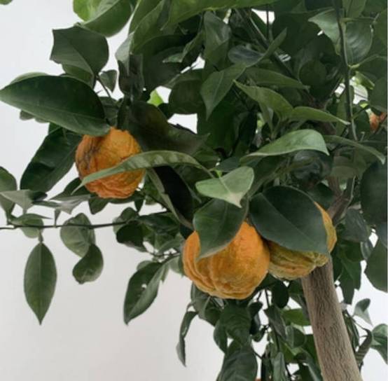 0 - Citrus Corrugato (Hybride entre Orange amère et douce) Pot de 4 litres - 30/40 cm - Image 2