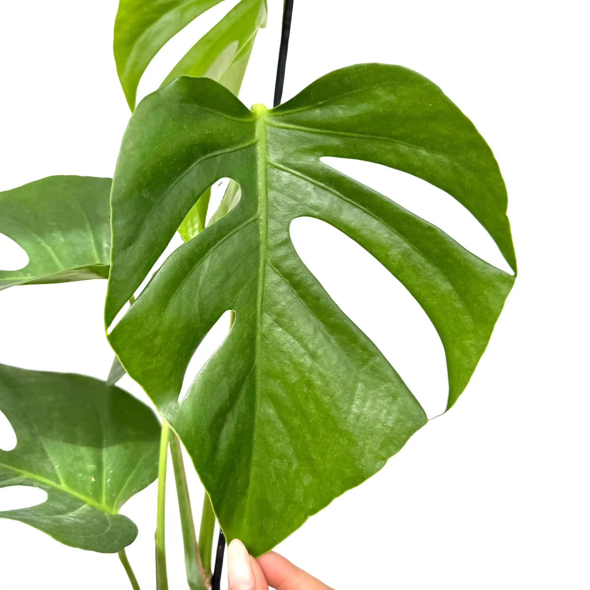 Monstera Deliciosa 'Sierrana' - Pot de 17cm - Plantes d'intérieur - Image 2