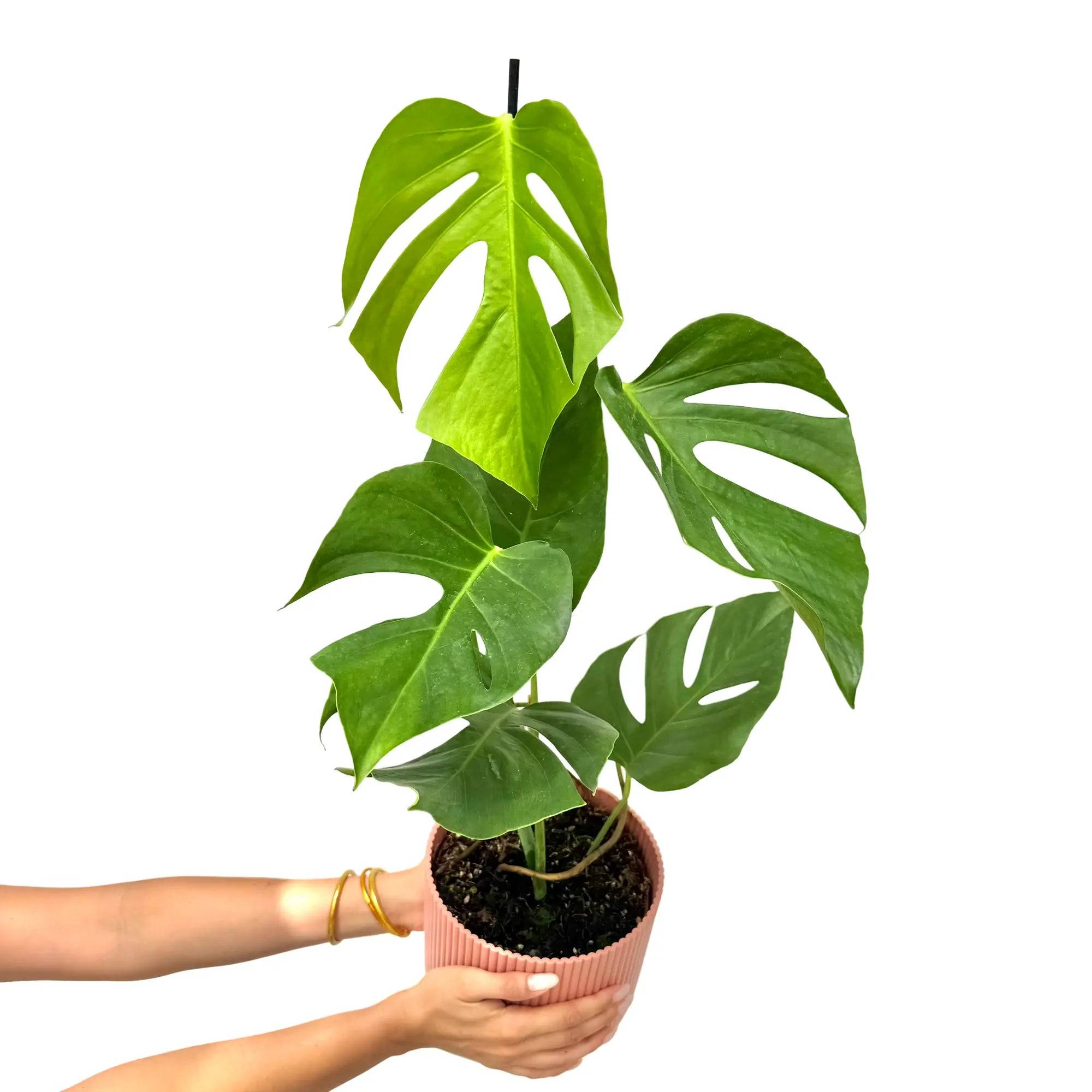 Monstera Deliciosa 'Sierrana' - Pot de 17cm - Plantes d'intérieur - Image 1